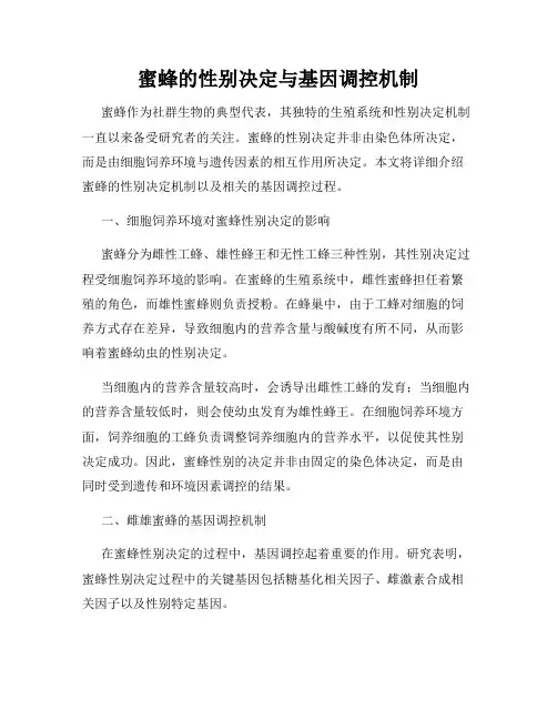 蜜蜂的性别决定与基因调控机制
