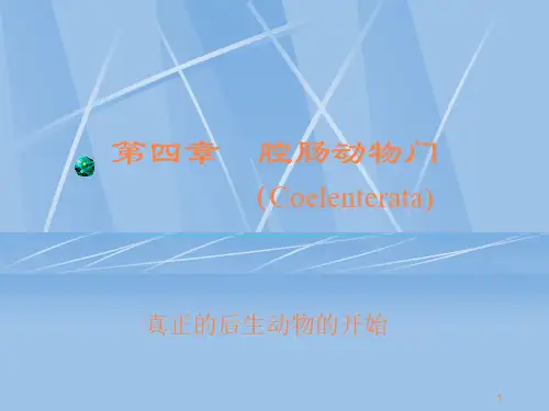 腔肠动物门ppt课件
