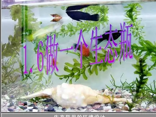 教科版科学五下《做一个生态瓶》ppt课件