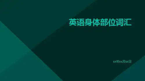 英语身体部位词汇