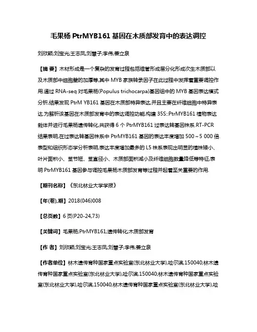 毛果杨PtrMYB161基因在木质部发育中的表达调控