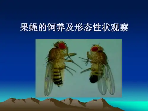 果蝇的饲养
