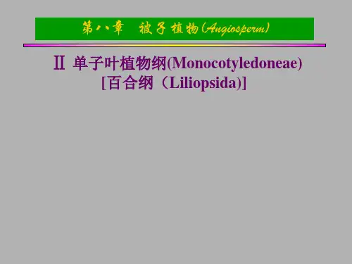 百合亚纲