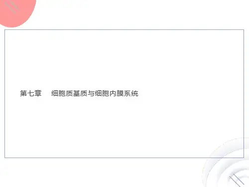细胞生物学细胞质基质与细胞内膜系统
