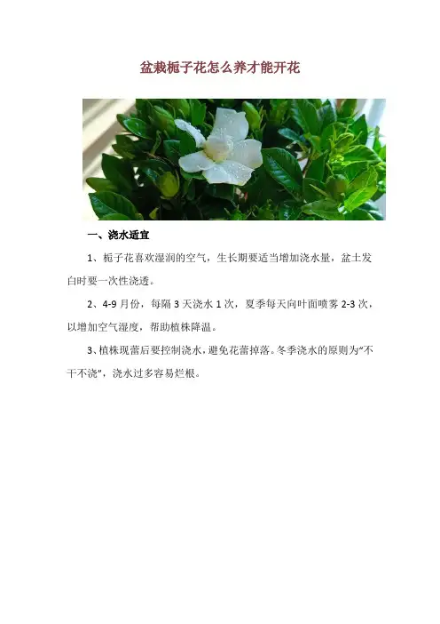 盆栽栀子花怎么养才能开花