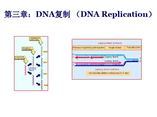 DNA复制 (DNA Replication)