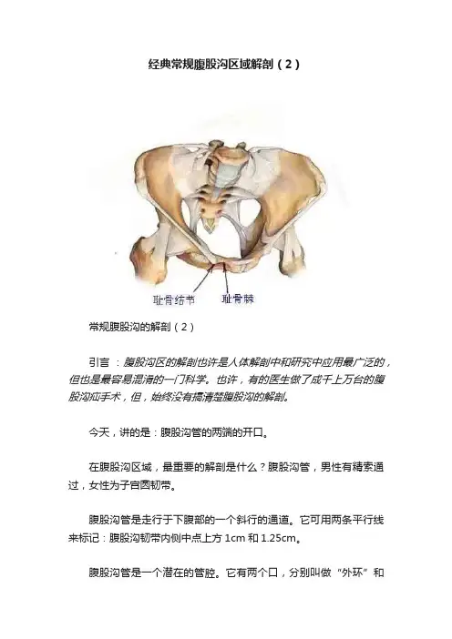 经典常规腹股沟区域解剖（2）