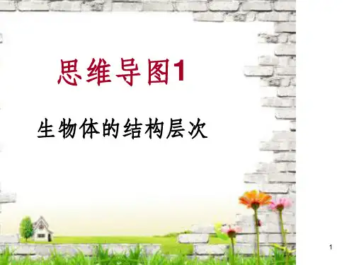 生物体结构层次思维导图