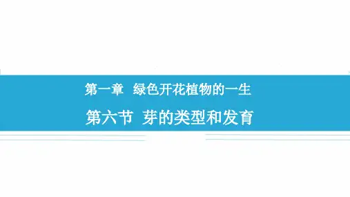 4-1-6 芽的类型和发育 课件 初中生物济南版八年级上册(2023~2024学年)