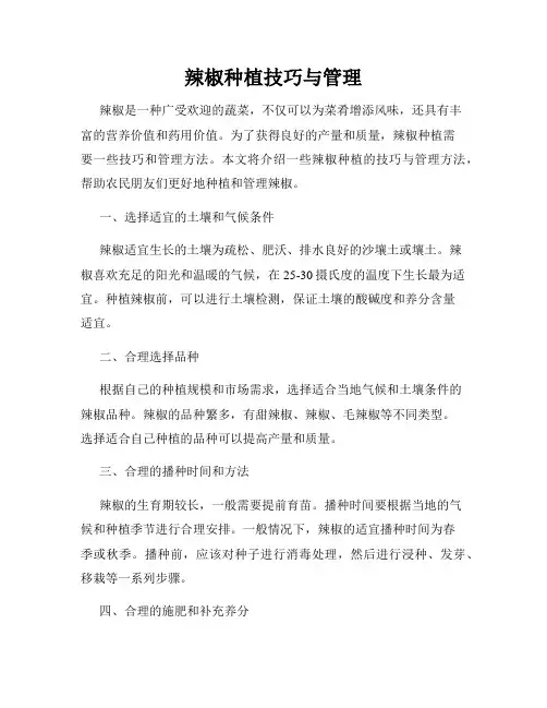 辣椒种植技巧与管理