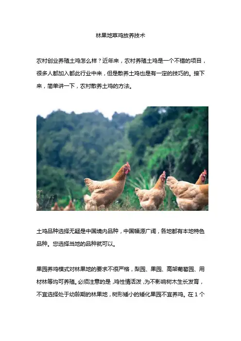 林果地草鸡放养技术