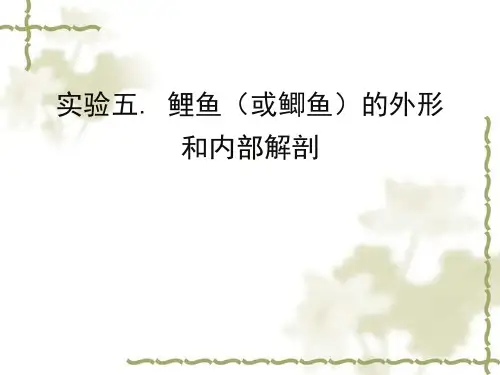 0903-鲤鱼的外形和内部观察