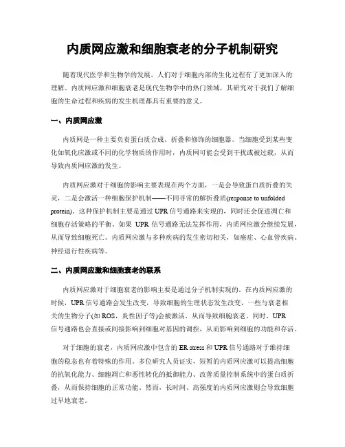 内质网应激和细胞衰老的分子机制研究