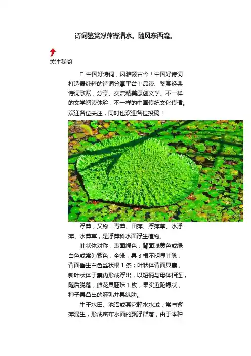 诗词鉴赏浮萍寄清水。随风东西流。