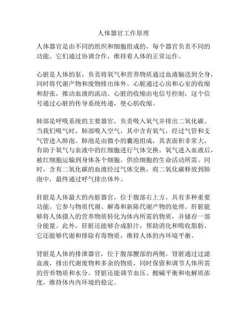 人体器官工作原理