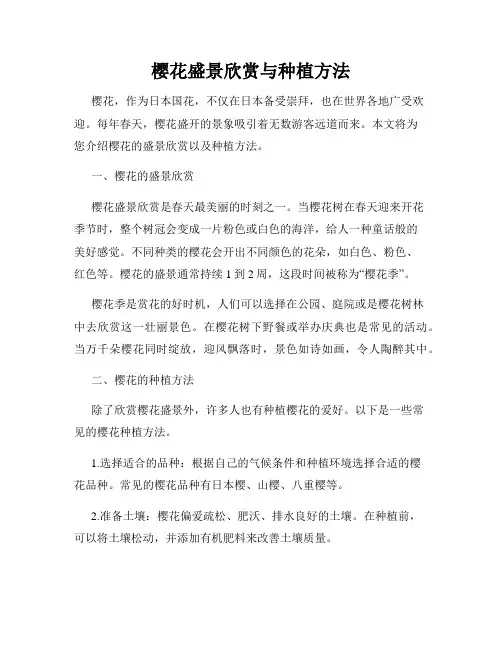 樱花盛景欣赏与种植方法