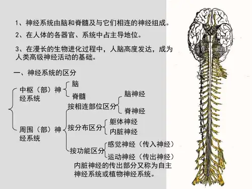 神经系统总论、脊髓AnniePPT幻灯片