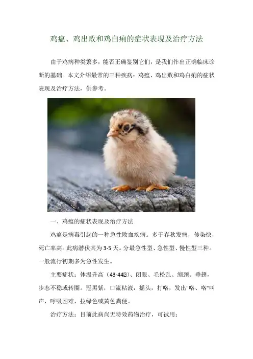 鸡瘟、鸡出败和鸡白痢的症状表现及治疗方法