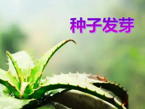 《种子发芽》PPT课件4