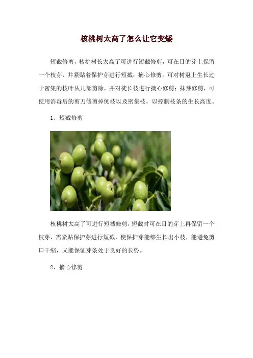 核桃树太高了怎么让它变矮_1