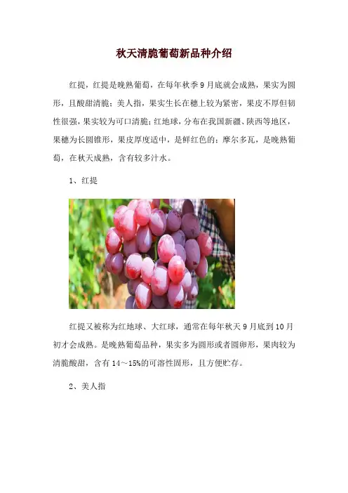 秋天清脆葡萄新品种介绍
