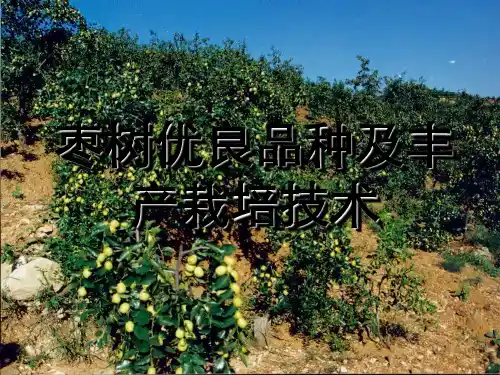 枣树优良品种及丰产栽培技术