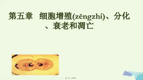 高中生物第五章第一节细胞增殖课件苏教版必修1[1]