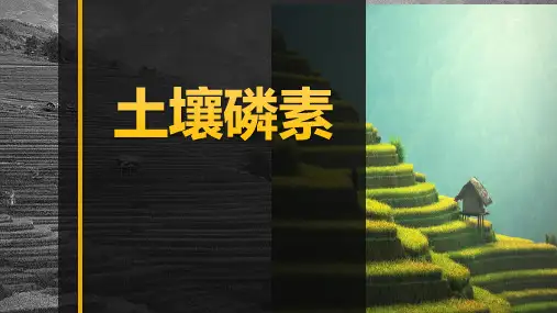 《土壤肥料》课件——4.3.1土壤磷素