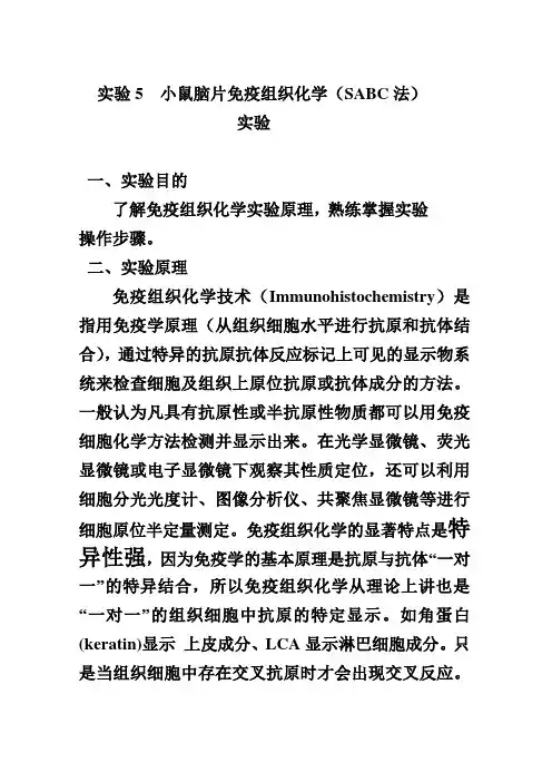 神经实验5 小鼠脑片免疫组织化学