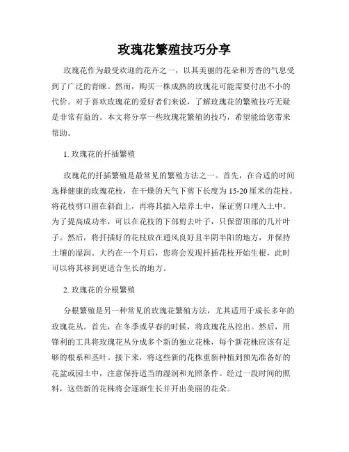 玫瑰花繁殖技巧分享