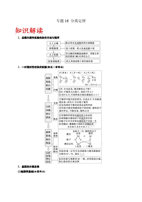 专题16 分离定律(解析版)