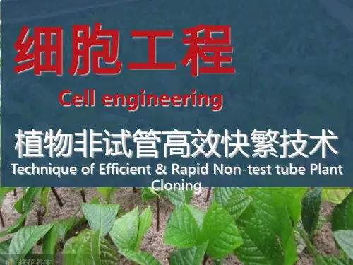 (完整)植物组培高效快繁技术ppt精品PPT资料精品PPT资料