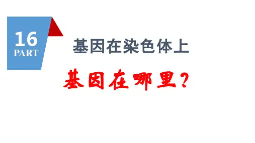 2023届高三生物一轮复习课件基因在染色体上伴性遗传
