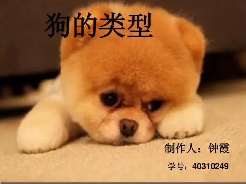 狗狗的种类
