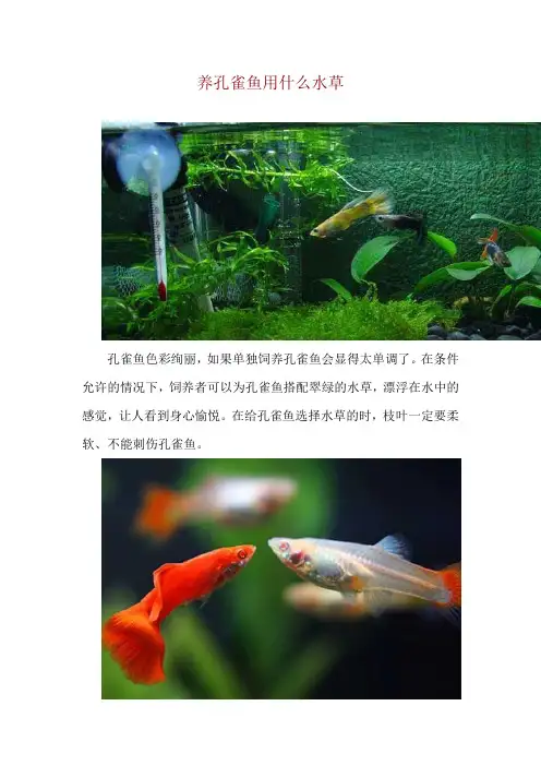 养孔雀鱼用什么水草