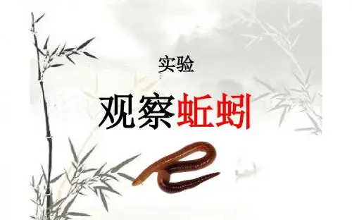 观察蚯蚓 公开课精品课件