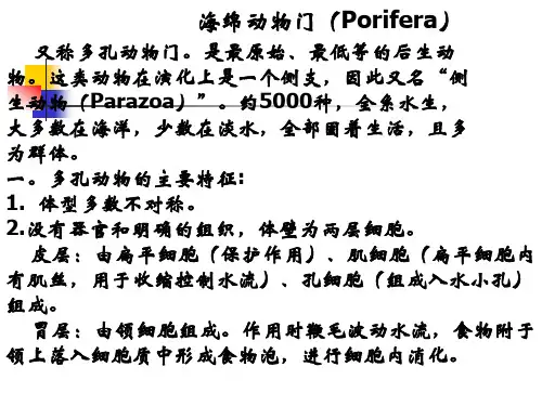 海绵动物门Porifera又称多孔动物门。是最原始最低等
