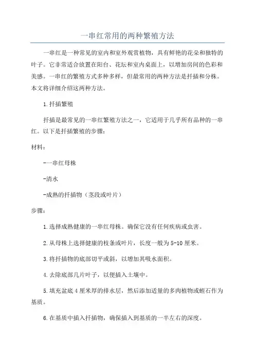 一串红常用的两种繁殖方法