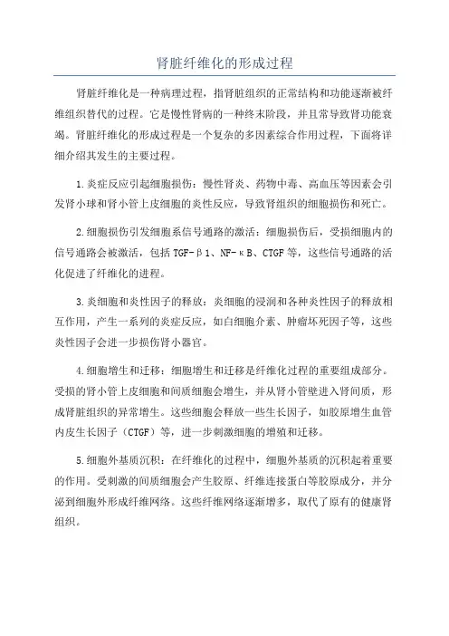 肾脏纤维化的形成过程