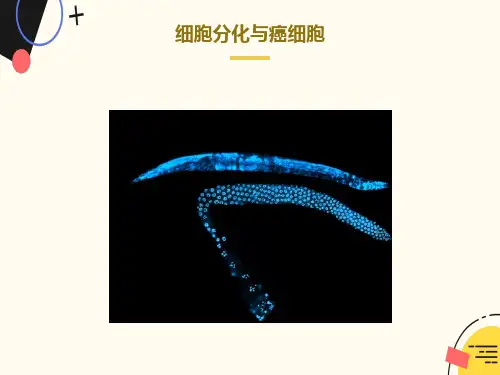 细胞分化与癌细胞
