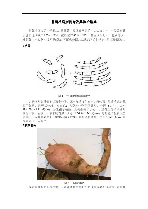 甘薯根腐病简介及其防治措施2020