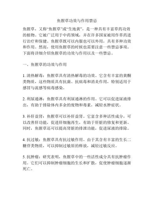 鱼腥草功效与作用禁忌