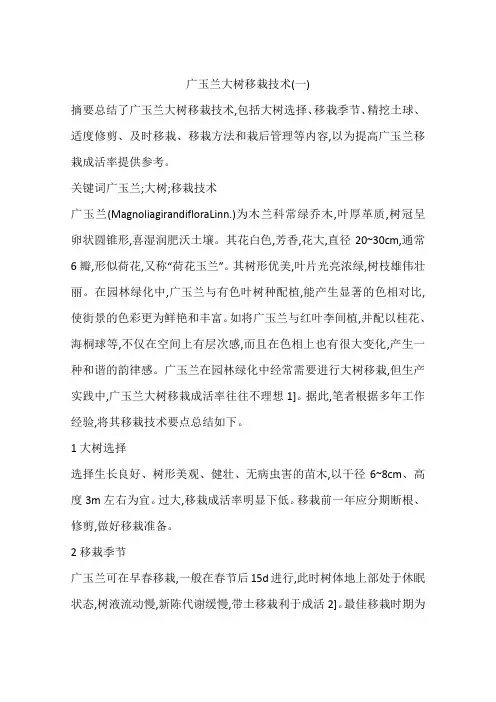 广玉兰大树移栽技术(一)