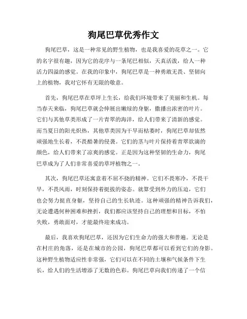 狗尾巴草优秀作文