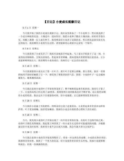 【日记】小麦成长观察日记