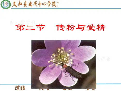 传粉与受精ppt5 济南版