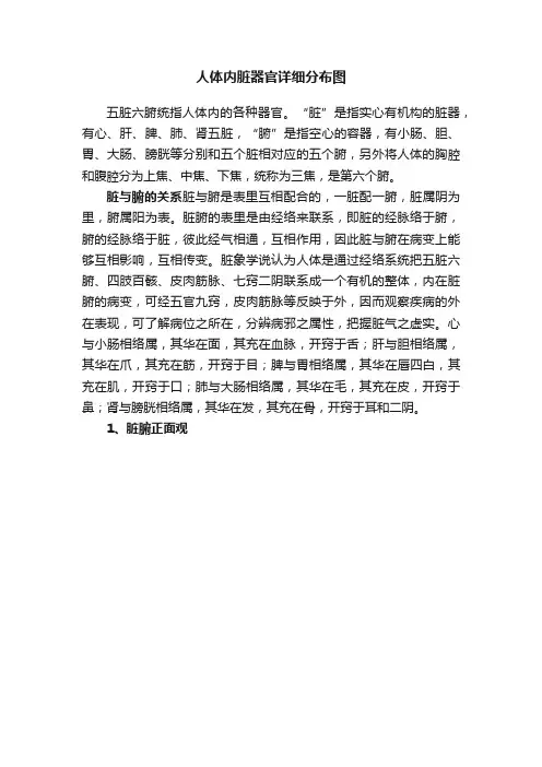 人体内脏器官详细分布图