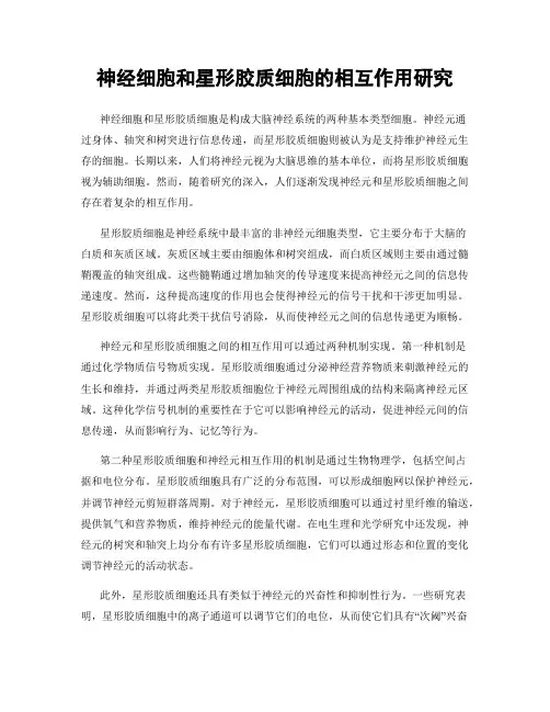 神经细胞和星形胶质细胞的相互作用研究