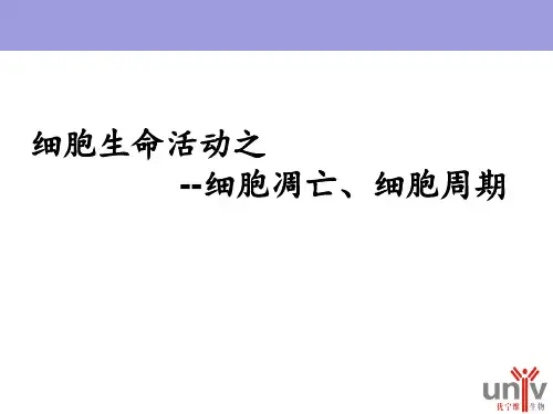 细胞凋亡周期