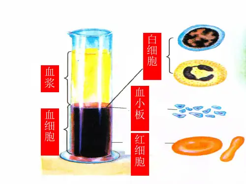 人教版初中生物七年级下册课件-4.4.2 血流的管道——血管33
